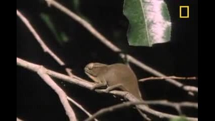 Chameleon Tries to Get a Date