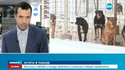 РАЗСЛЕДВАНЕ НА NOVA: Милиони левове и хиляди изчезнали кучета от приюти