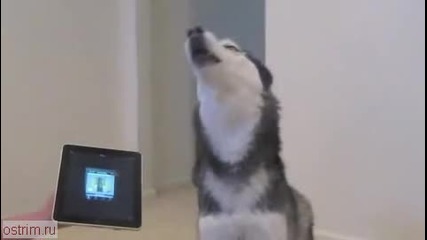 пеещо куче