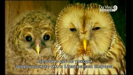 Патилата на Совата Owl s Odyssey