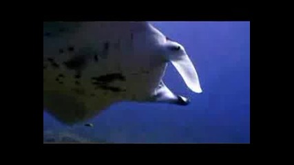 The Ocean Life