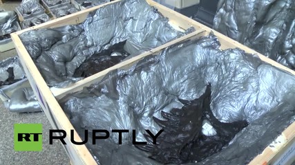 Germany: 66 million year old T-REX goes on show at Berlin Natural History Museum