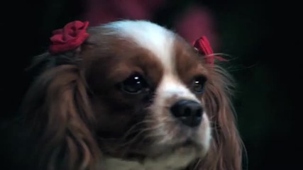The wizard Dog 