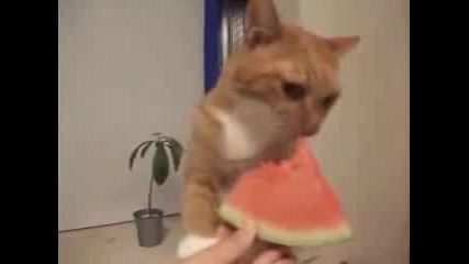 Котка яде диня с апетит като на човек