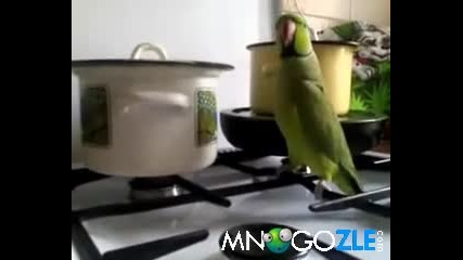 Дайте ядене на папагала 