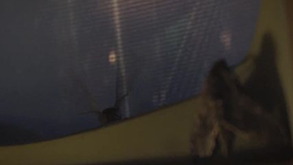 Metallica Moth Into Flame Official Music Video