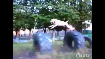 Много смешни кучета 