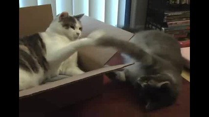мързелива котка в кашон