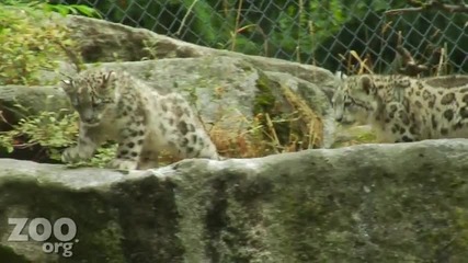 Сладък Бял (снежен) Леопард и неговите бебета