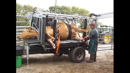 Страхотна технология за почистване на копитата на кравите