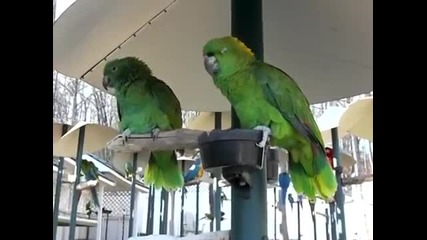 Зелени папагали спорят в разговор като стара семейна двойка ,смях