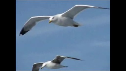 Scorpions - Fly People Fly