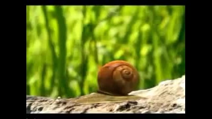 Minuscule - The big race