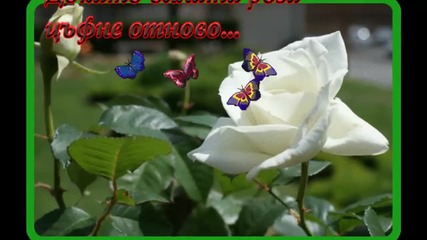 White rose... ...nana Mouskouri... ...(bg prevod)... ...