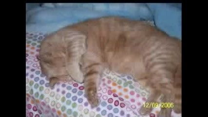 Buttercup - Cool Cat