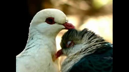 Love Story