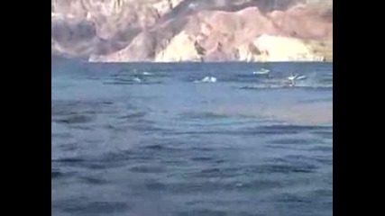 Стадо делфини 