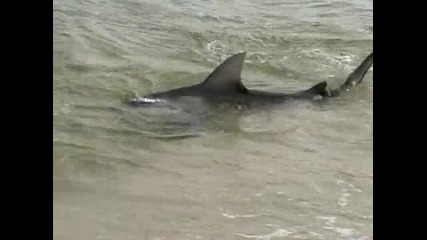 Акула излиза на плажа