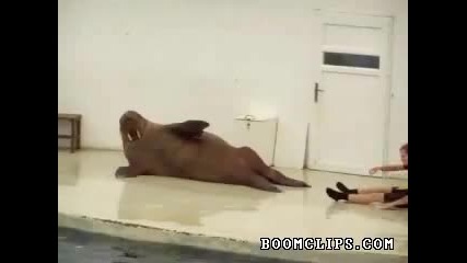 100% Смях - Морски Лъв Прави Гимнастика
