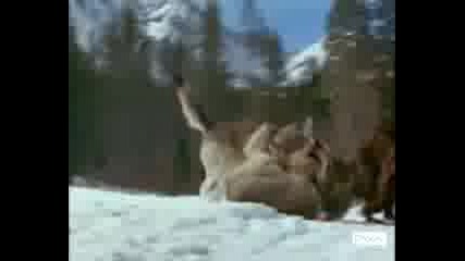 Wolf vs Tiger - The Wolf Rule!!!!