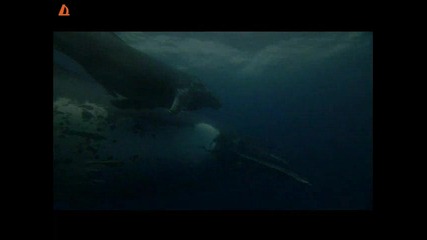 Делфини и китове 3d племена на океана
