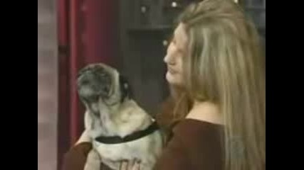 mops govori