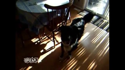 Dog Hates Being Flipped Off 