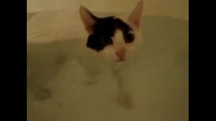 Готина котка се къпе :) 