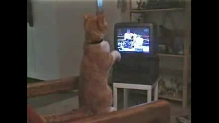Котка кечист