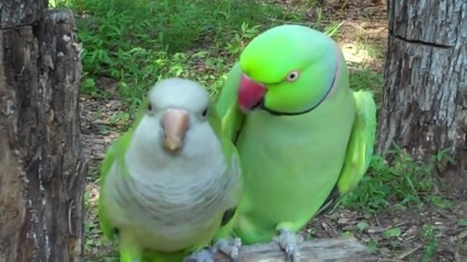 Птиците в хармония (разбирателство и обичта при различните видове папагали + влюбената двойка)