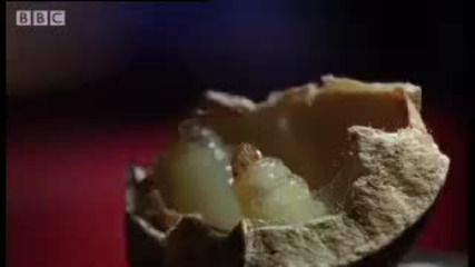 Mexican Jumping Beans - Weird Nature - Bbc animals 