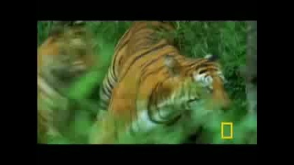 Големите котки (ягуар,  тигър и пума)