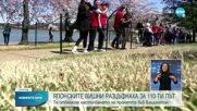 Цъфнали японски вишни отбелязаха настъпването на пролетта във Вашингтон
