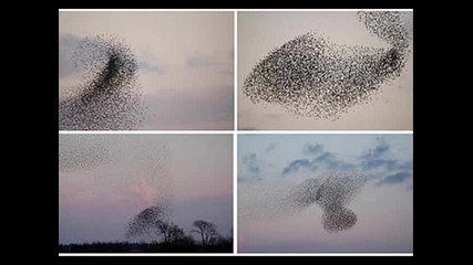 няколко изумителни неща за очите