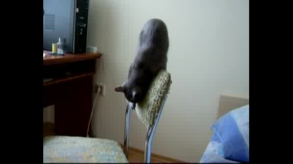 Котката Ми Прави Магарии На Стол