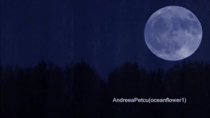 Midnight In The Enchanted Forest 