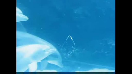 Делфини правят невероятни кръгчета 