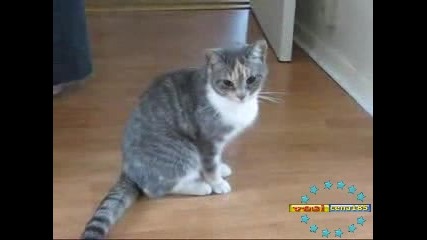 Пияна Котка