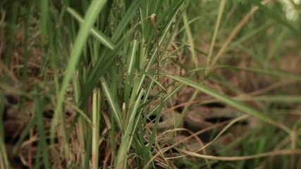 Motocross Race through a Sugarcane Field - Red Bull Cross Choice 2012