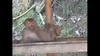 Маймунка мастурбира и накрая пада! 