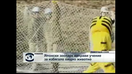 „Тигър” избяга от японски зоопарк