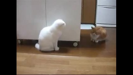Котка дебне своя враг (гооолям Смях!!!) 