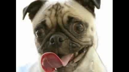Very Funny Dogs Part 4