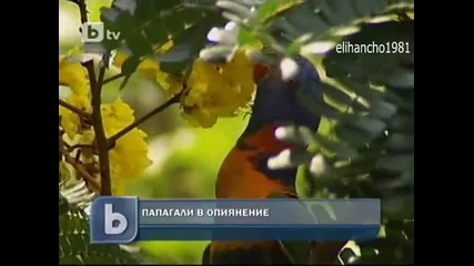 Папагали Алкохолици !