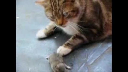 Cat and Mouse...sooo Lovely - Mcomet Video Channel