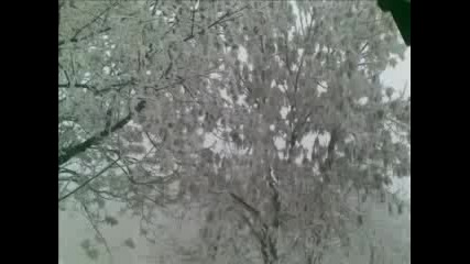 Зимни Дървета