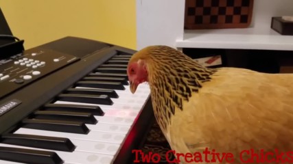 Patriotic Chicken Playing America the Beautiful on Keyboard Piano