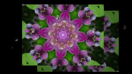 Цветовете на природата... ...(music Edvin Marton - violin)... ...