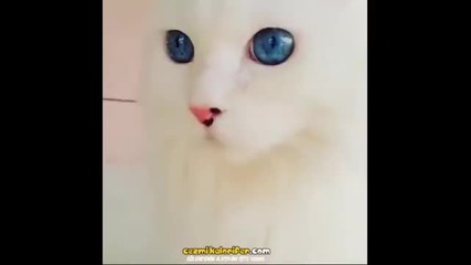 Котка с невероятни сини очи