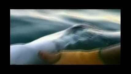 Още не е толкова късно да бъдат спасени - Акулите ! 